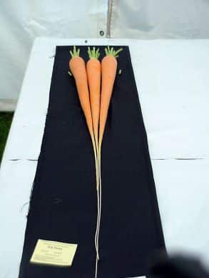 Long Carrot My Own Re Selected Seed From New Red Intermediate Medwyns Of Anglesey